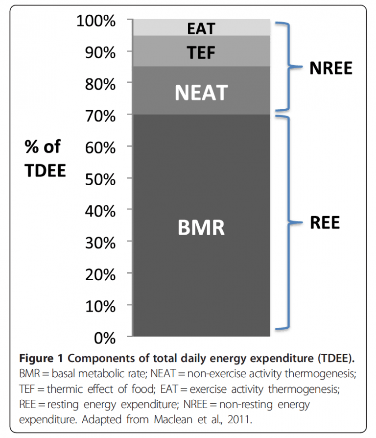 How to Calculate Maintenance Calories JC Fitness