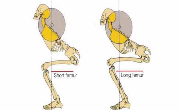 How Your Anatomy Influences Your Squat Mechanics
