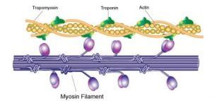 3 Big Factors Influencing Muscle Growth – JC Fitness