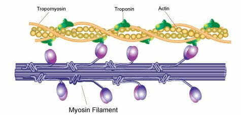Actin and myosin muscle growth