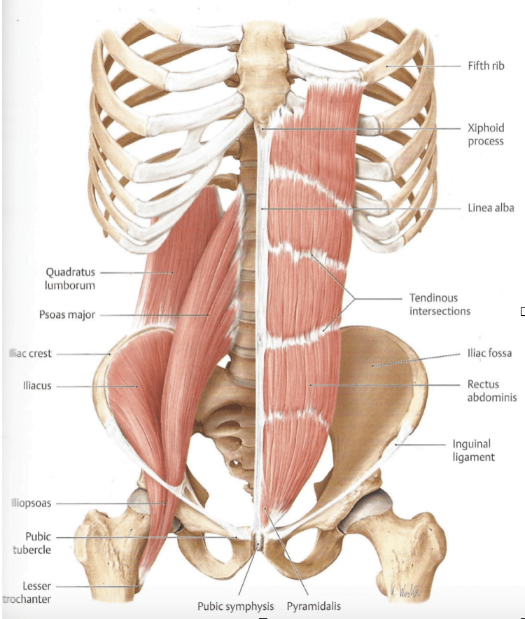 core muscles anatomy