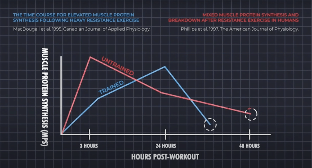 Training Frequency for Protein Synthesis and Optimal Muscle Growth