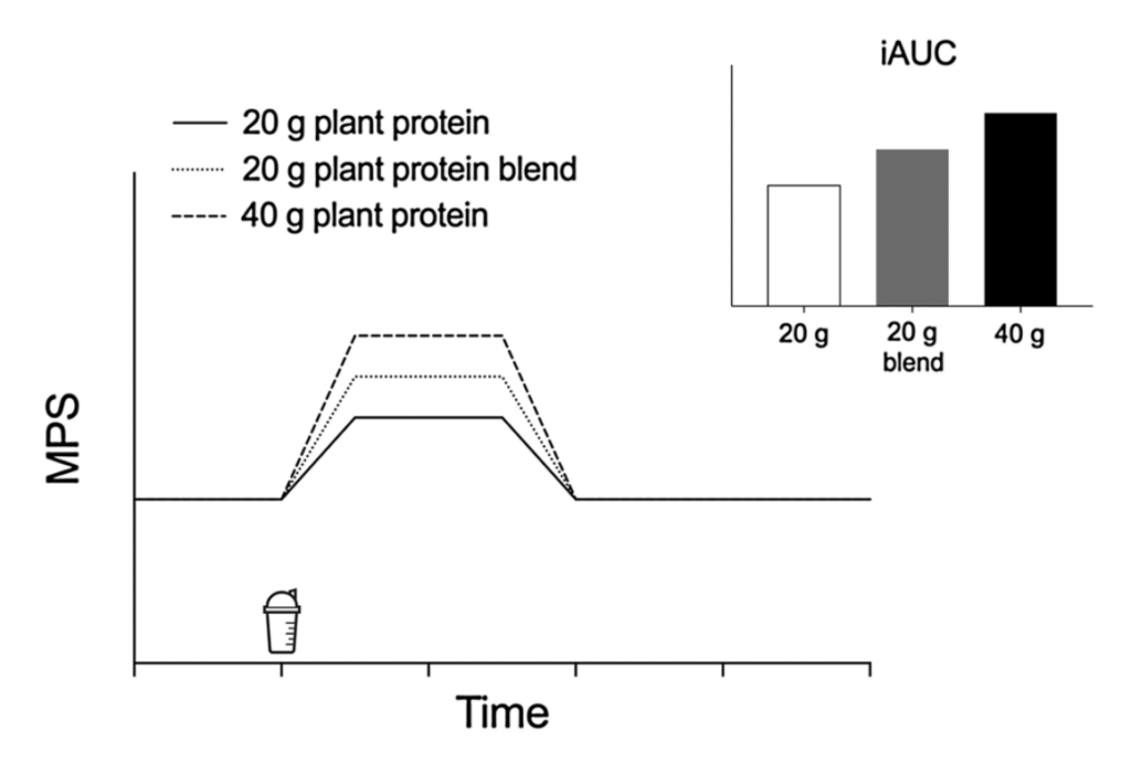 muscle protein synthesis plant protein