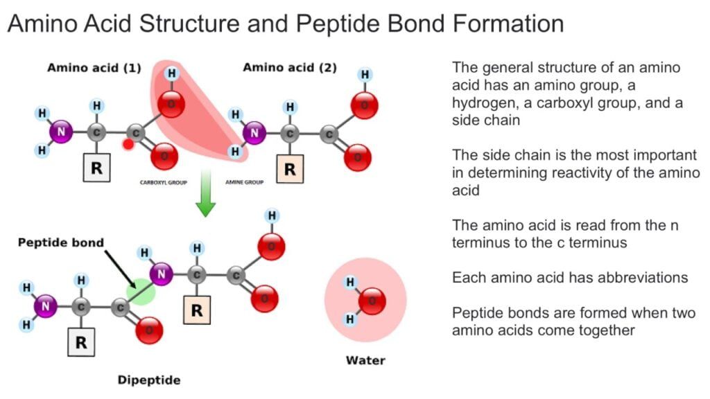protein amino acids structure